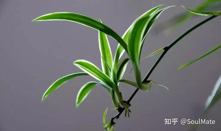 新房装修后什么养植物最好?-第2张图片