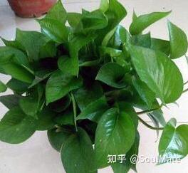 新房买什么植物？ 新房买什么植物好？-第2张图片