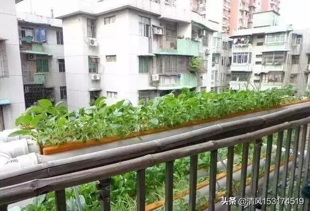 如何在阳台上实现养鱼种植生态循环？-第4张图片